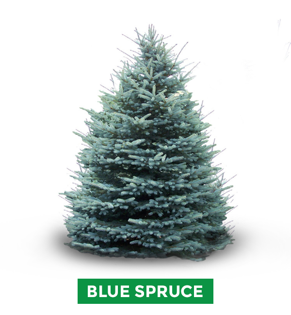 Blue Spruce