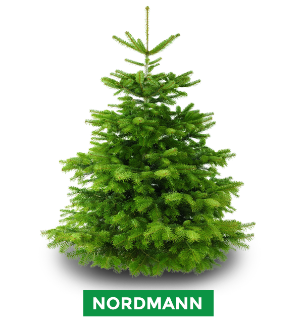 Nordmann