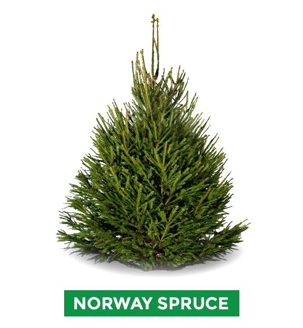 Norway Spruce